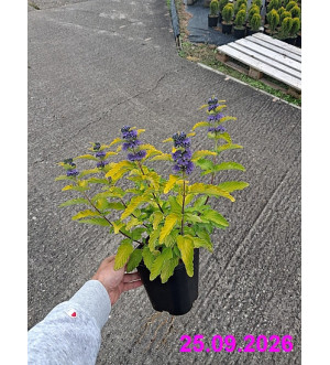 Caryopteris cland. 'Hint of Gold'® C 1,4 L